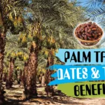palm tree dates and thier excellent benefits
