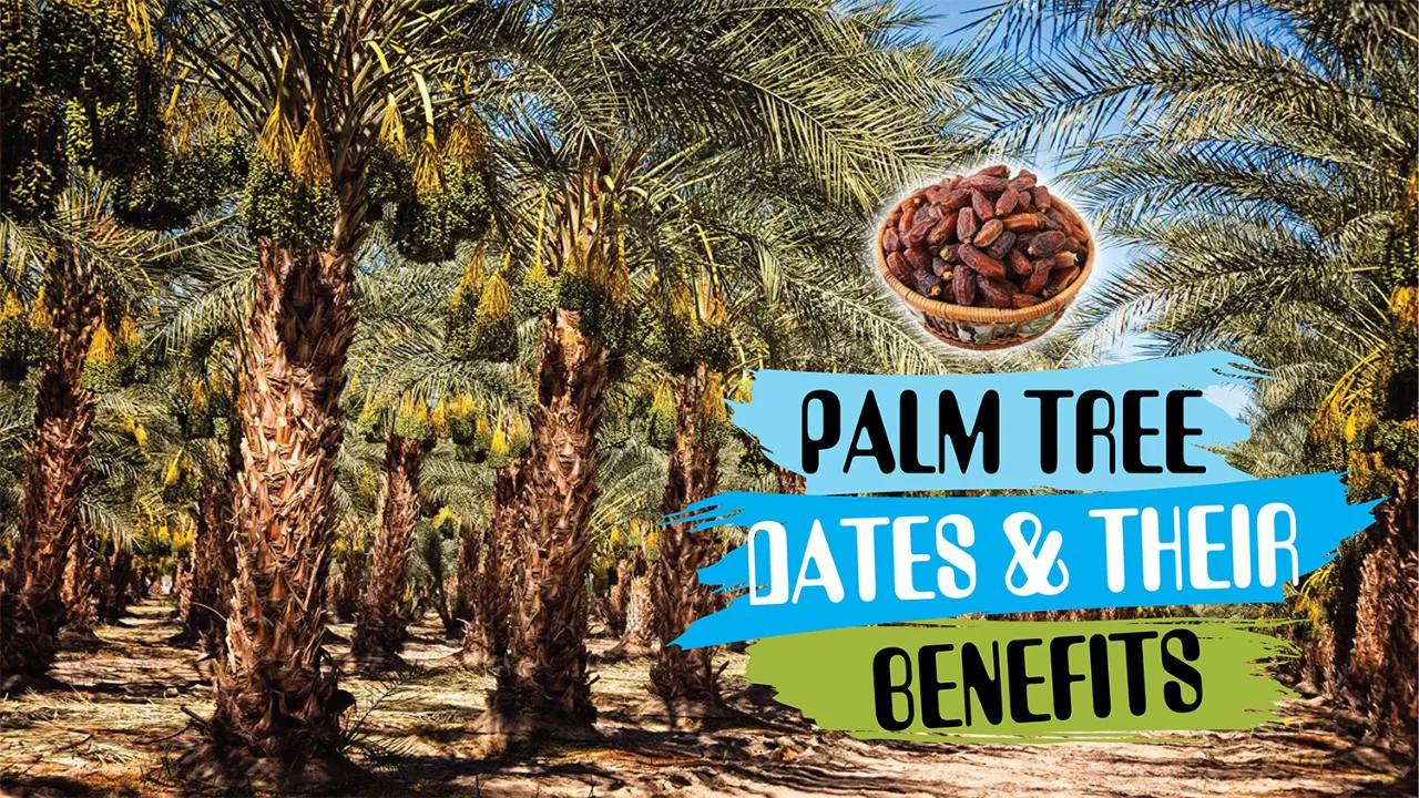 palm tree dates and thier excellent benefits
