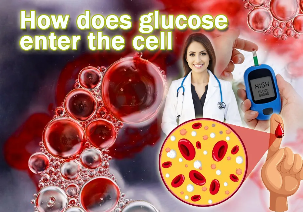 How does glucose enter the cell